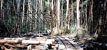 Logging operation in Brunei