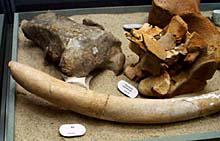 Fossil bones of sea cow.