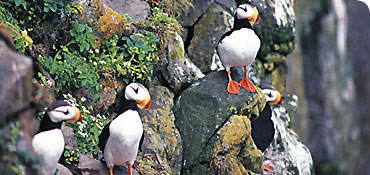 Nesting puffins